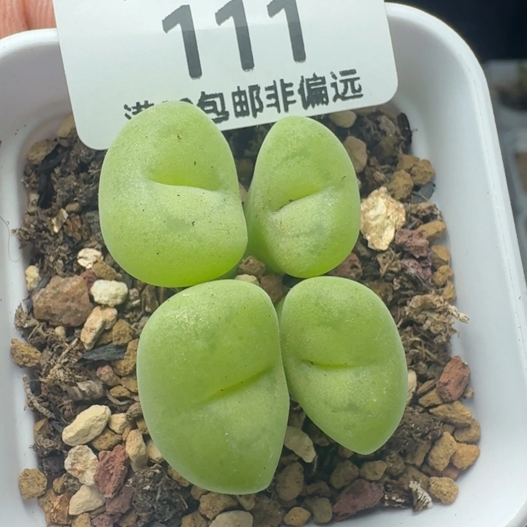 空卡带盆土。