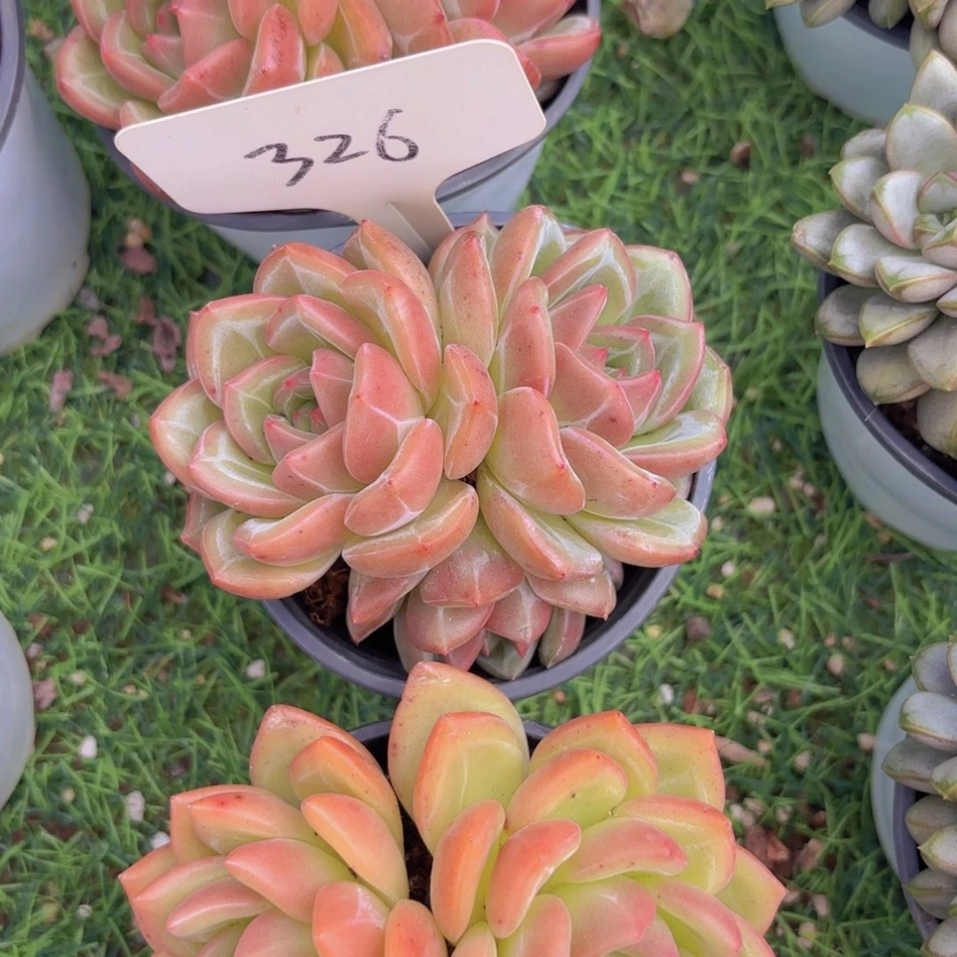 浩***、我的小可爱们都好可爱