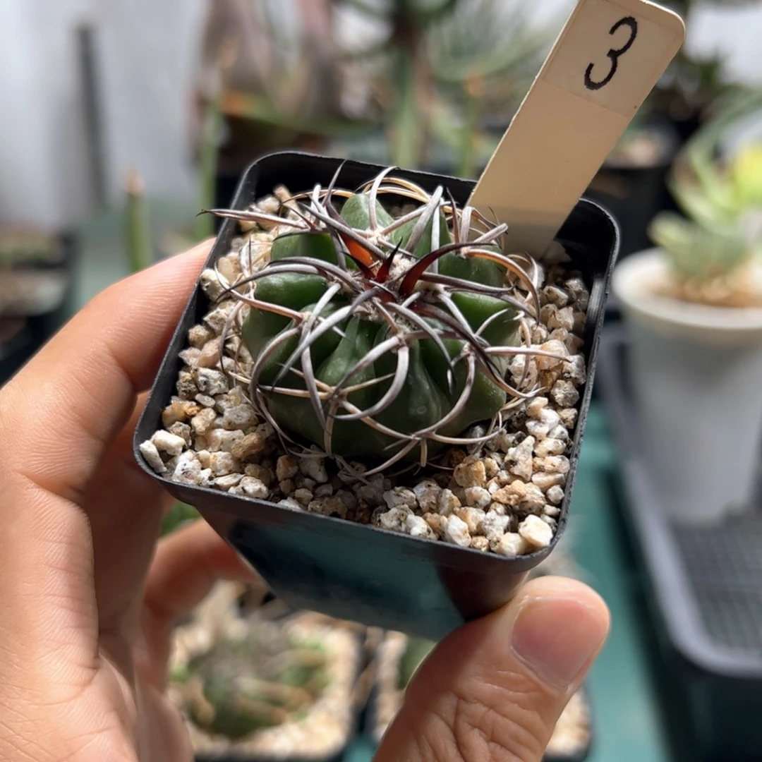 实生圆盘玉 脱土发货