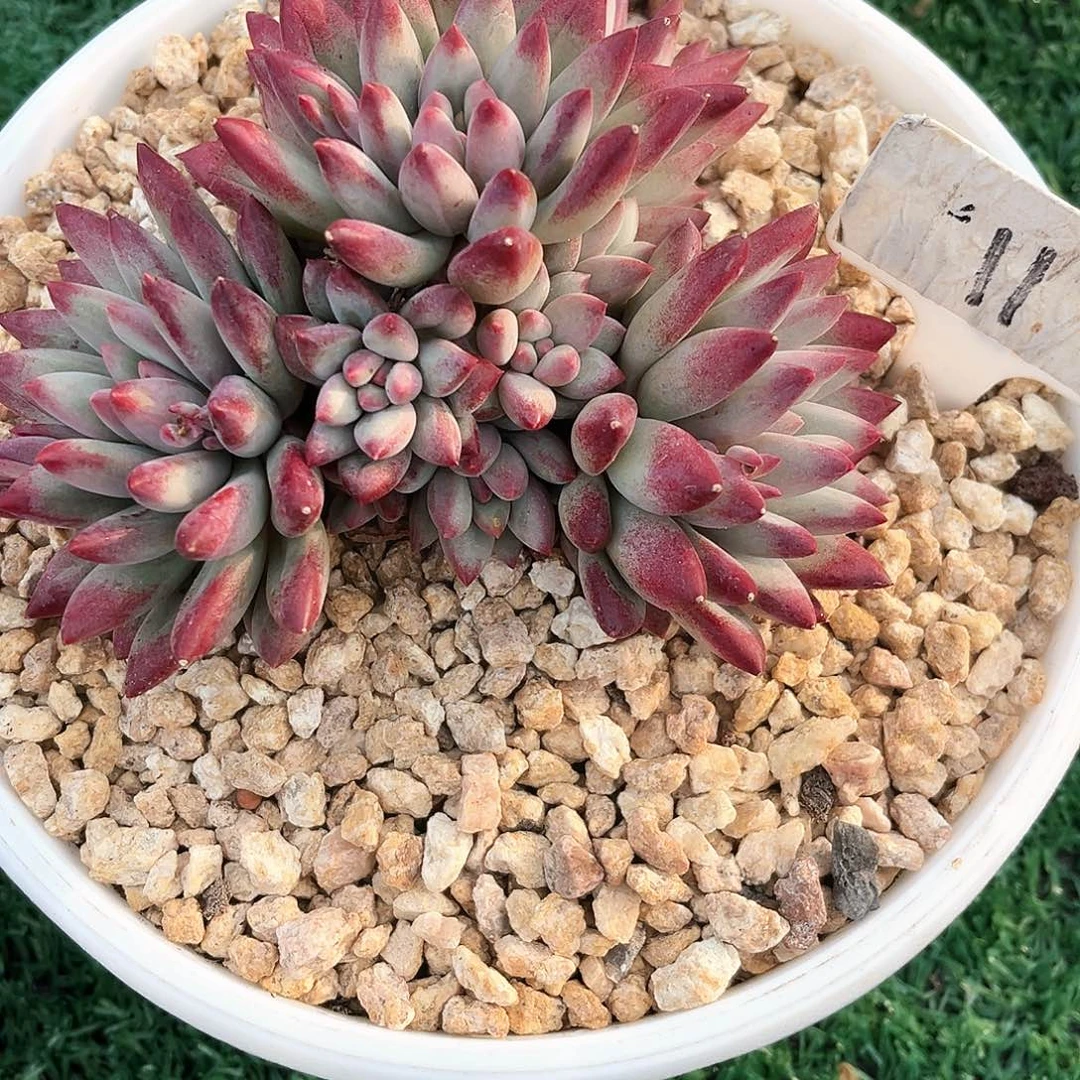 (****笑浅笑虞美人一个人吗