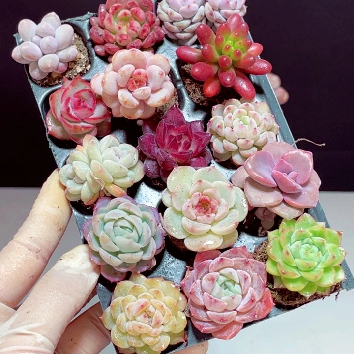 多肉套餐15颗带托盘发货3