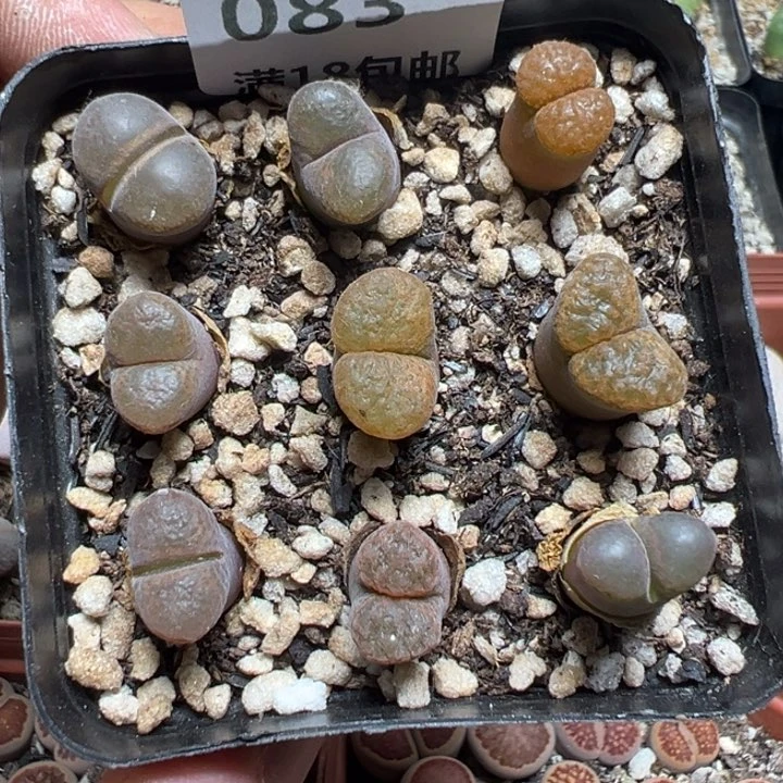 【闪购商品】 083。