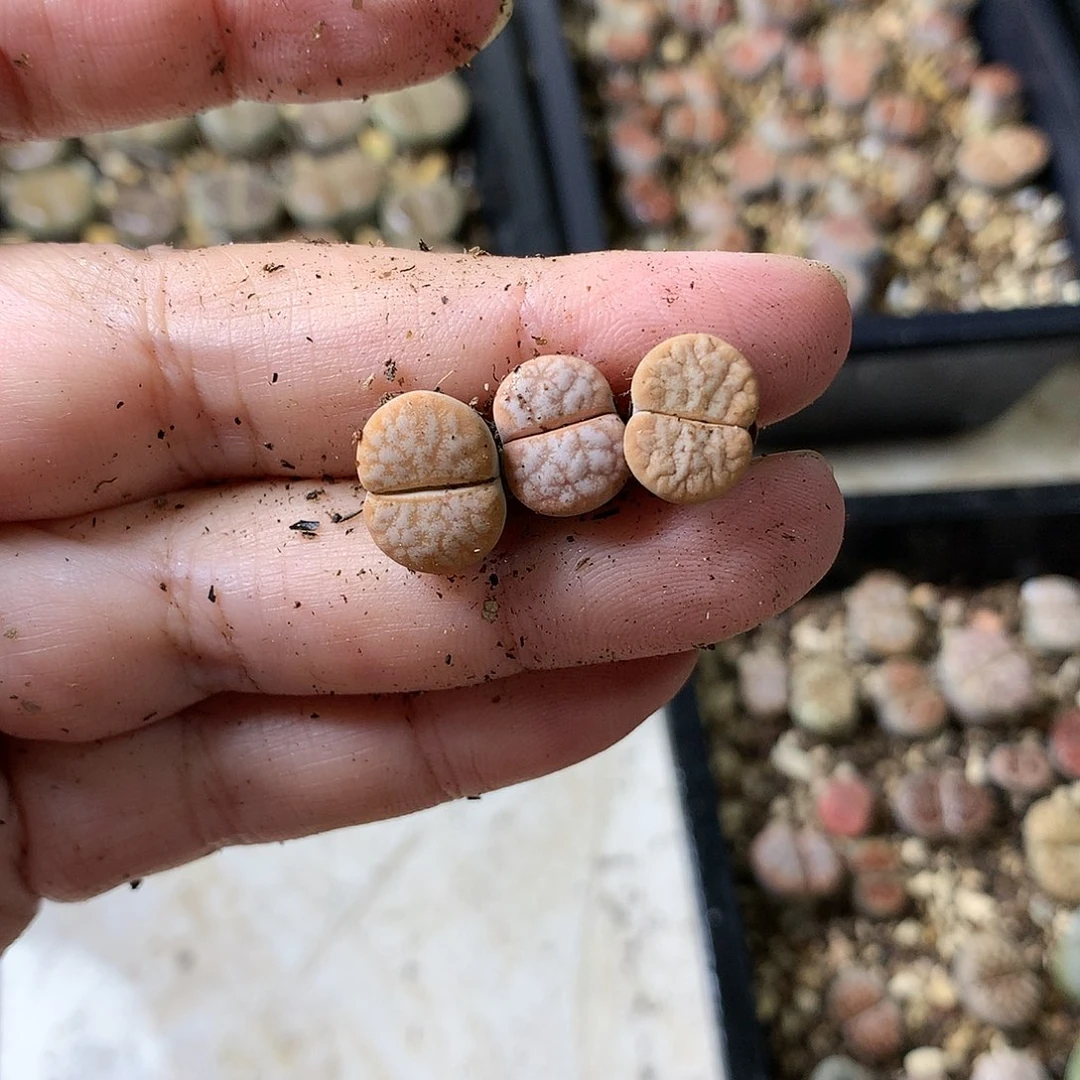 T390多肉植物保护