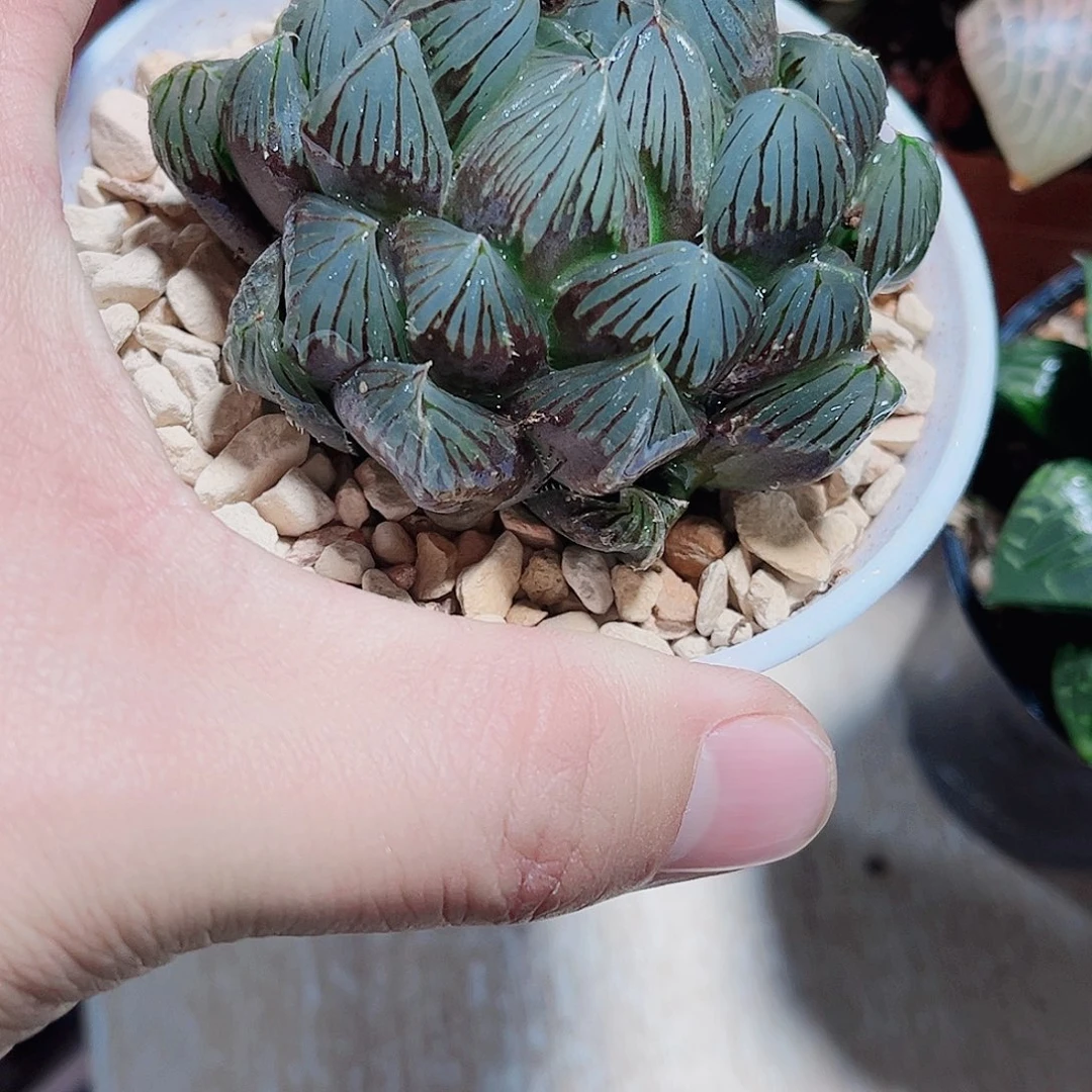 特价处理新手好养