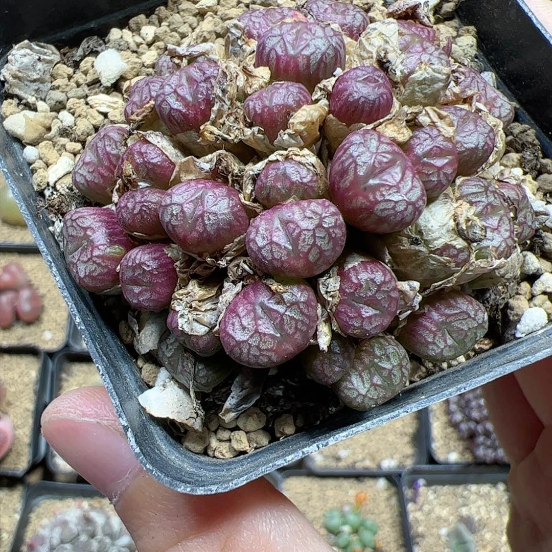 【闪购商品】260 福利