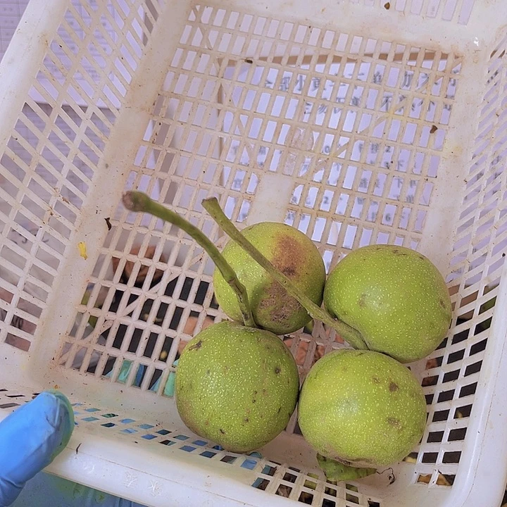 把件文玩核桃宫灯4颗40左右