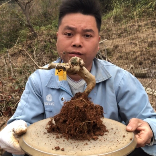 盆景素材盆栽绿植