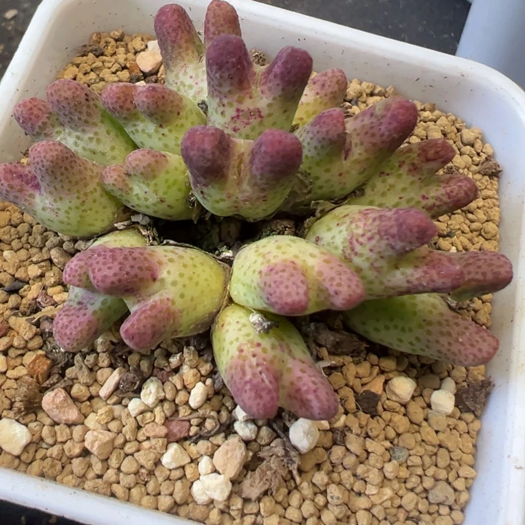 i*包豆包专拍 肉锥植物