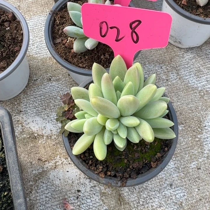 028橙色奇迹新号福利价