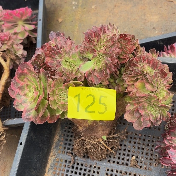 多肉植物福利125个