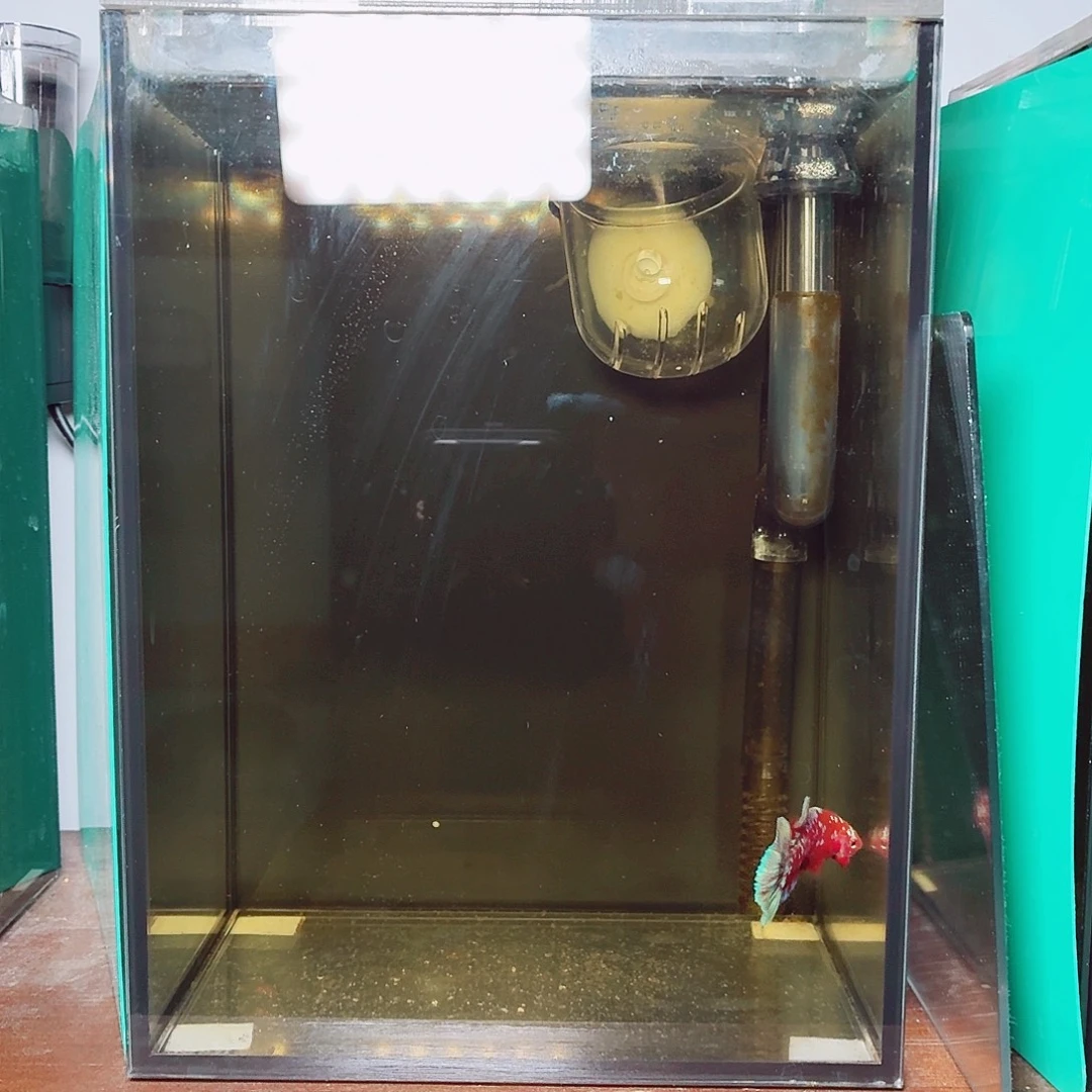 斗鱼彩金将军公鱼