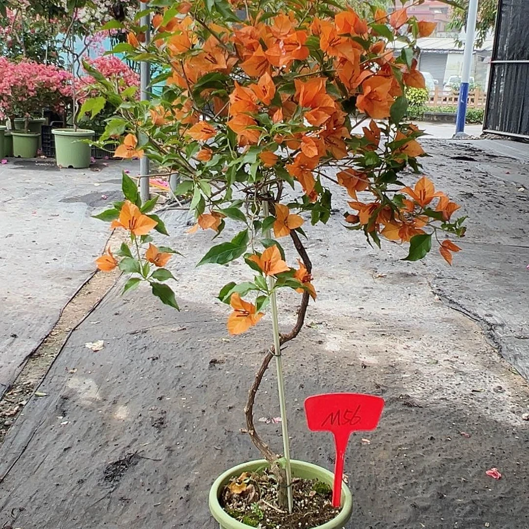 巴***哟大部分花苞少量开放M56橙桑巴