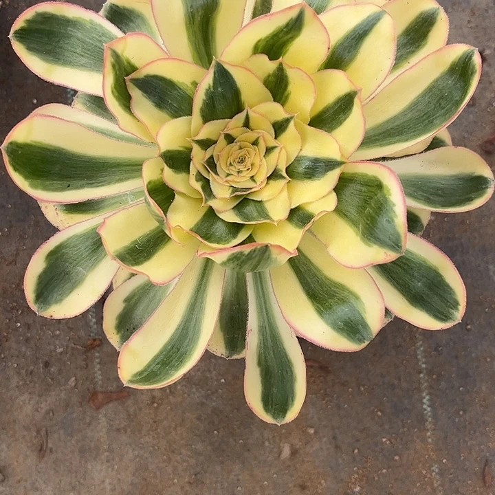 多肉植物燕姿锦…………
