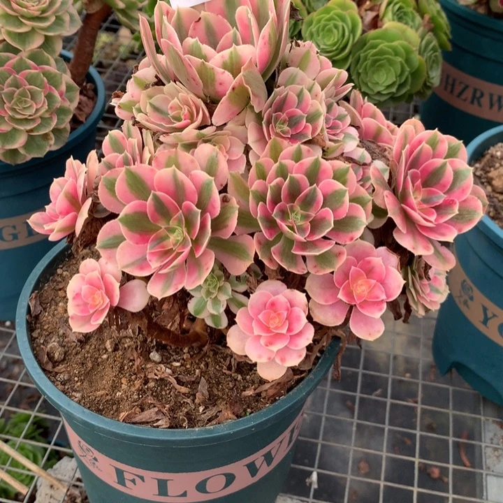 646粉女巫多肉植物特价