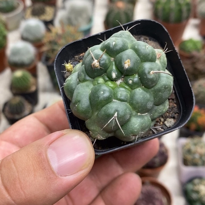 无刺象牙特价福利