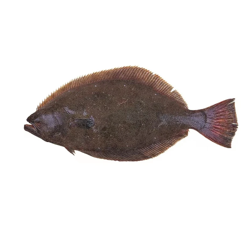 天然半边鱼   约500-600g