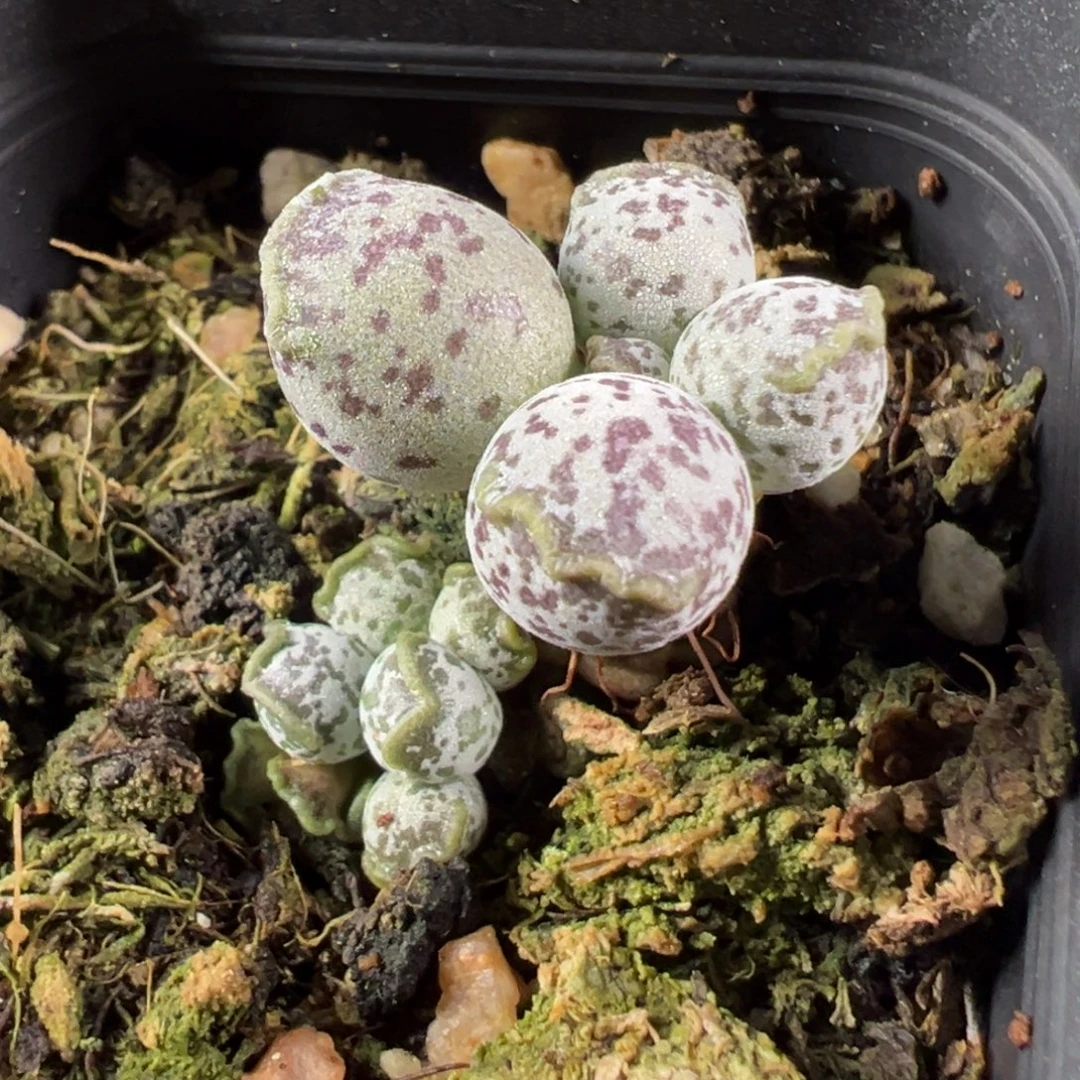 好***6w带桩达摩海豹多肉植物