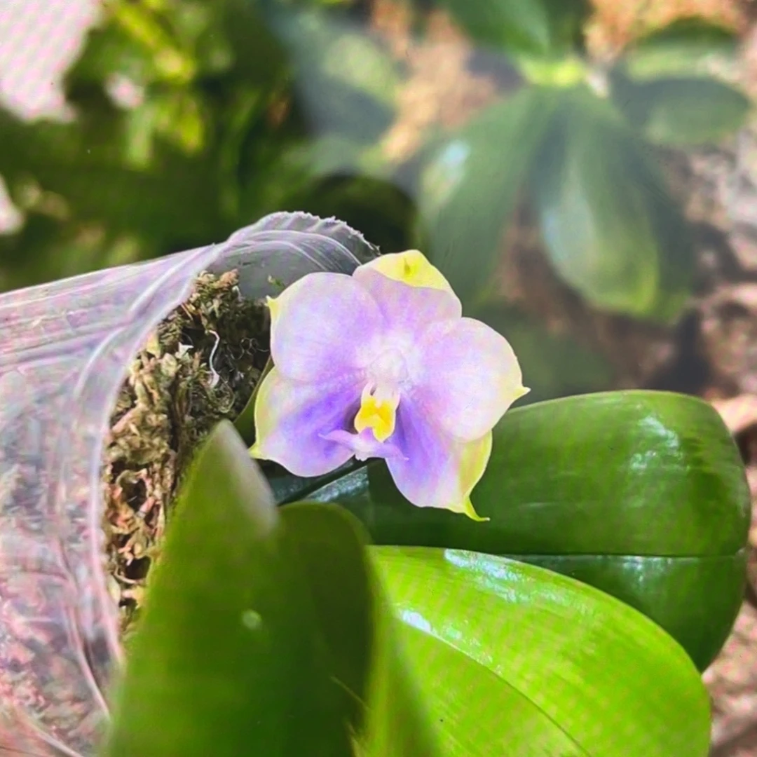 当前无花栽培后可以开花紫珍珠，分生，2.5杯苗1棵