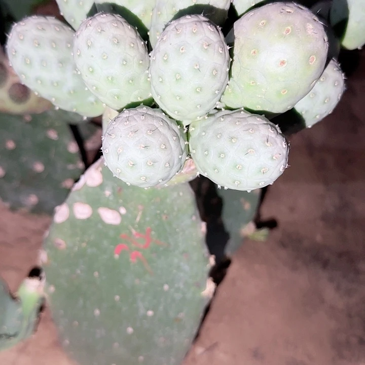 福利火星34号侧芽