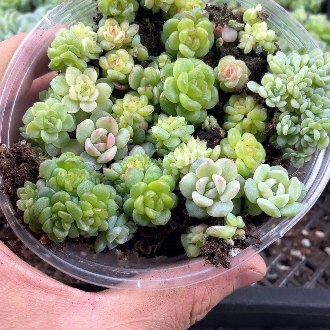 珍妮混一物一拍003