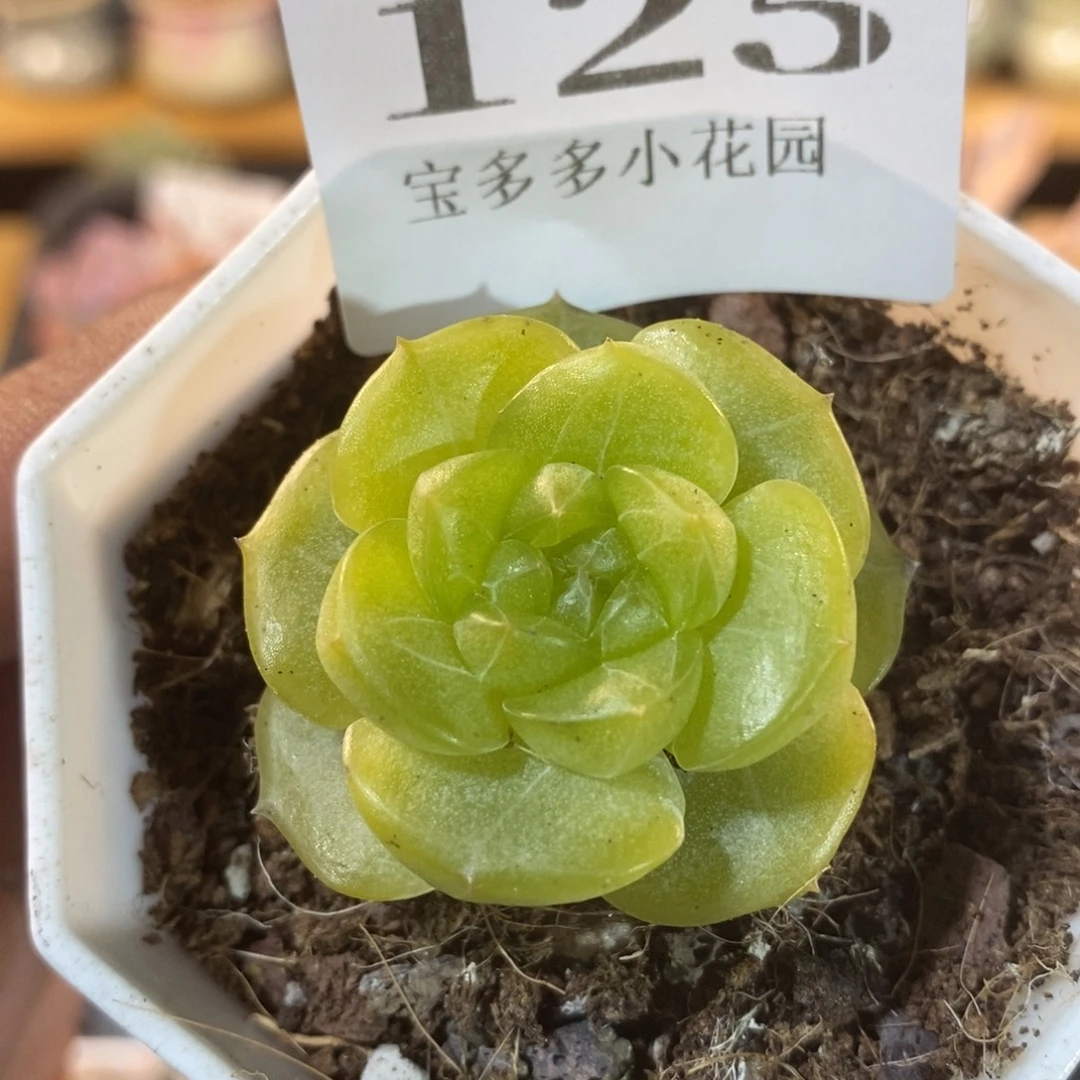 宽圆叶优选糖心一物一拍满20包邮满26送一颗精品多肉
