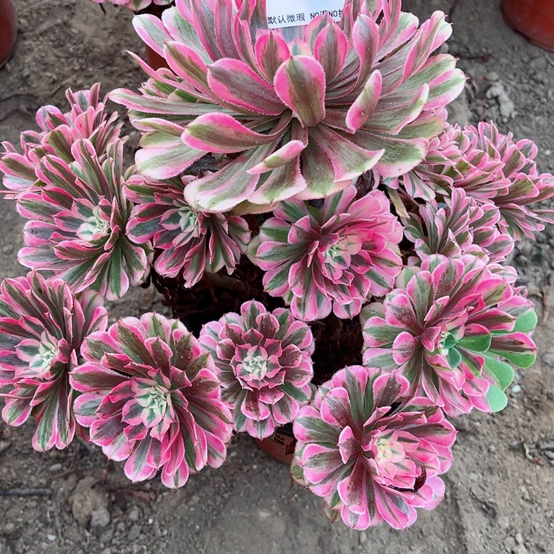 无花朵多肉植物252粉同