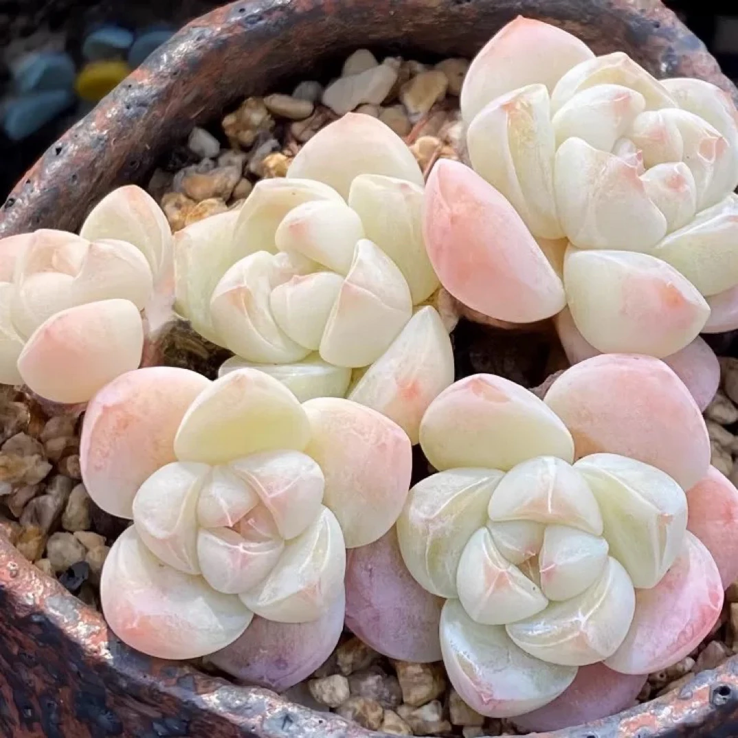 冰玉小苗多肉植物可爱厚叶花卉室内阳台小盆栽好养精品