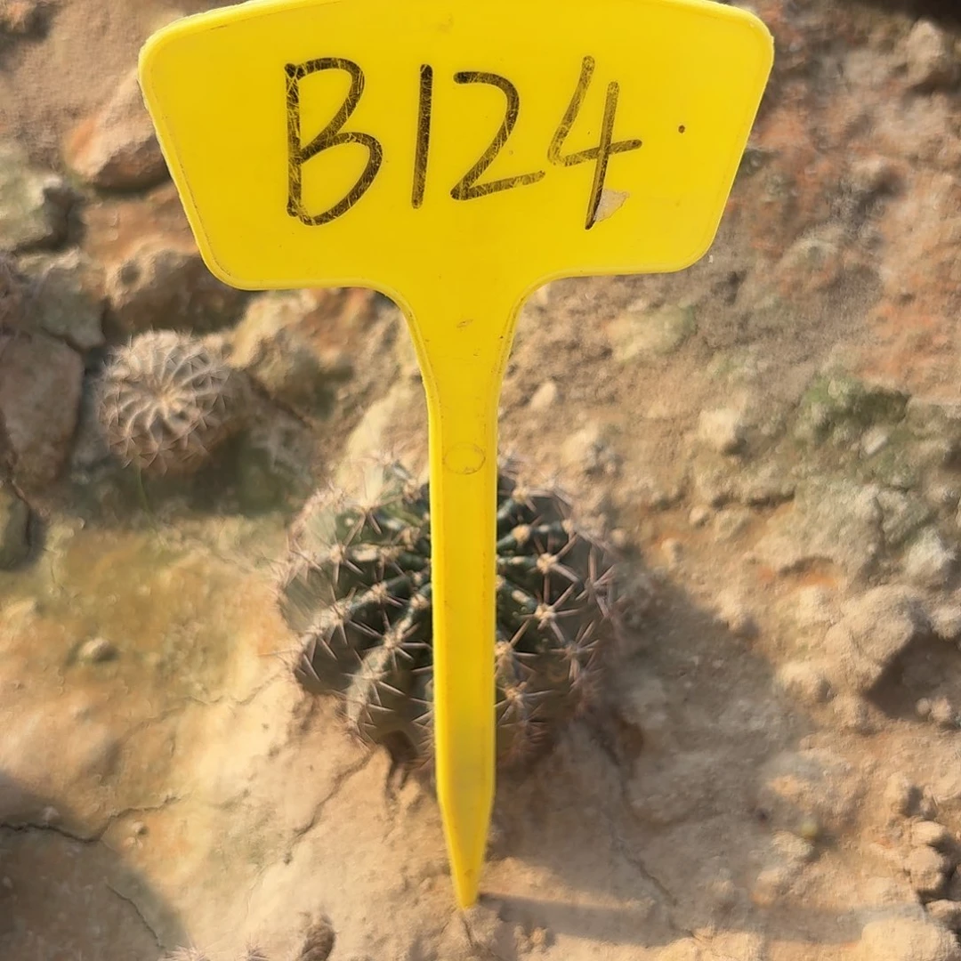闹***奶B124,077瑕疵歪头