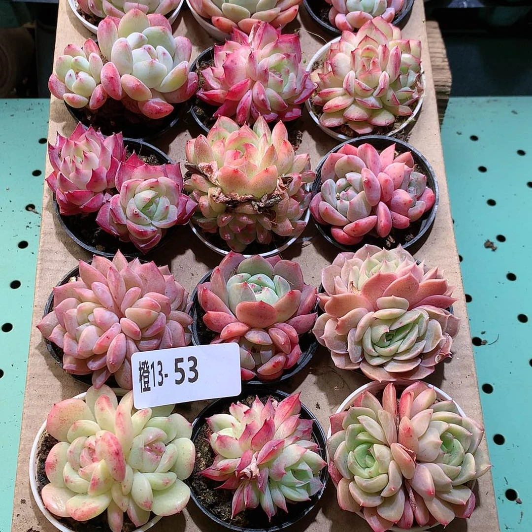 13-53一物一拍带盆18颗。