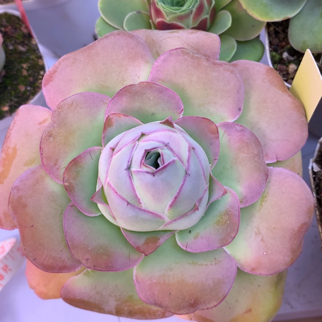 一物一拍美娜母本春节开播福利898