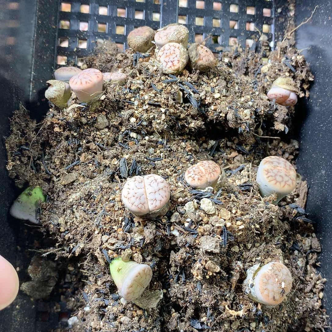 M*G471多肉植物保护