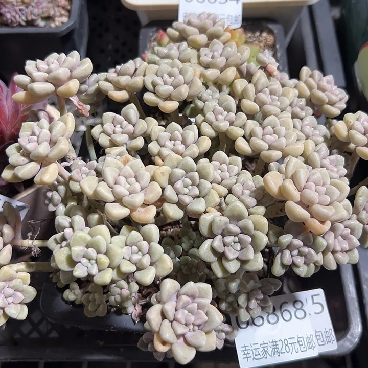 幸运的是我还没遇到幸运