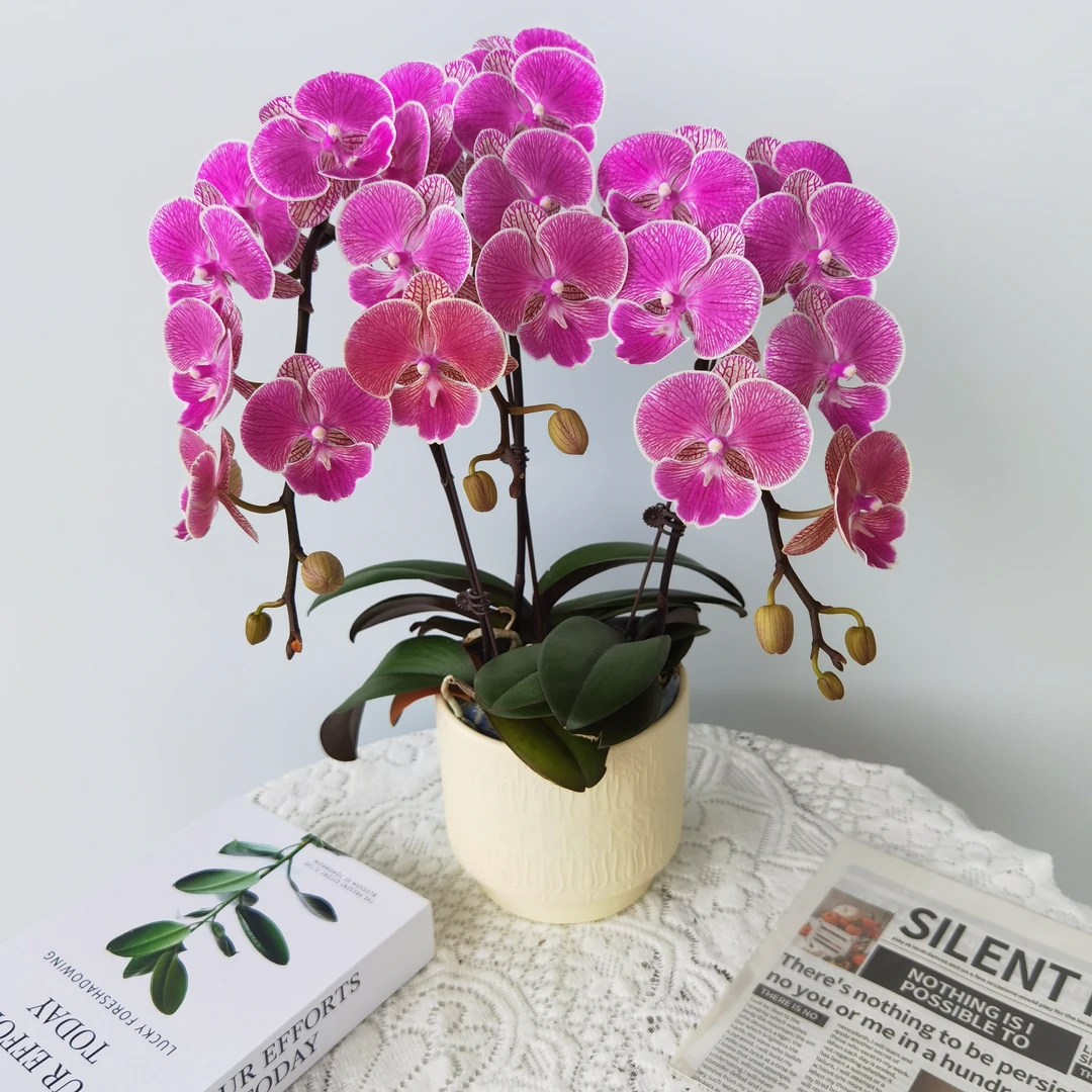 蝴蝶兰【小性感】精致开花组盆紫色花带花纹室内好养基地直发