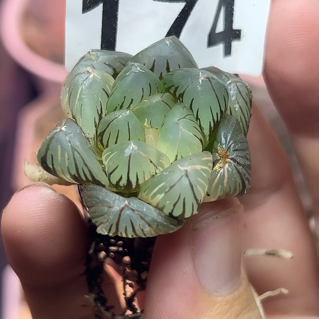 *****174红红火火恍恍惚惚