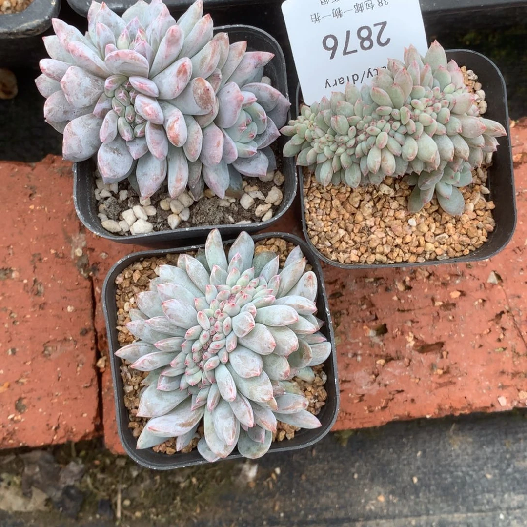 B***e2876三颗缀脱土包邮