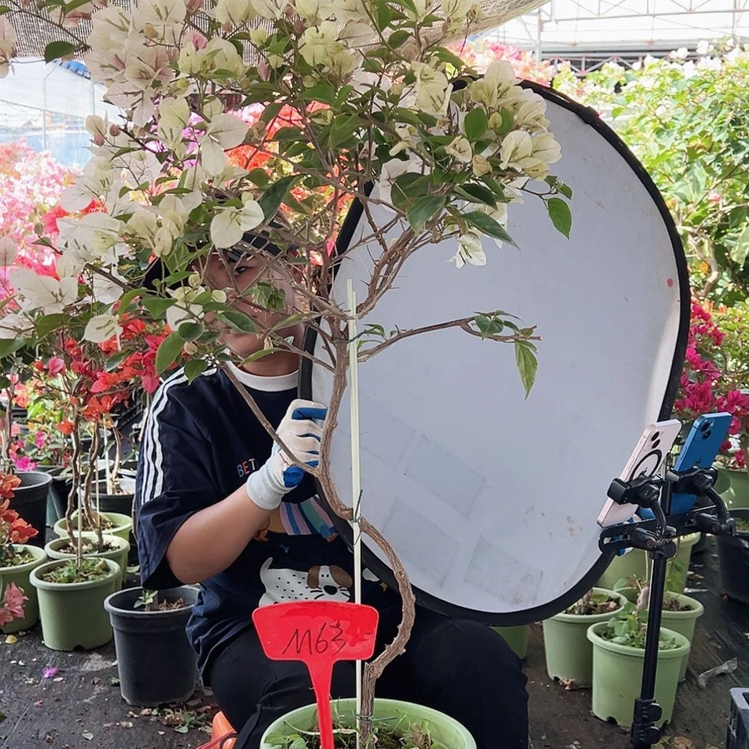 乐***琳大部分花苞少量开放M63漳红樱