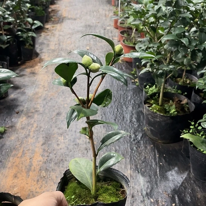 大部分花苞少量开放，女郎