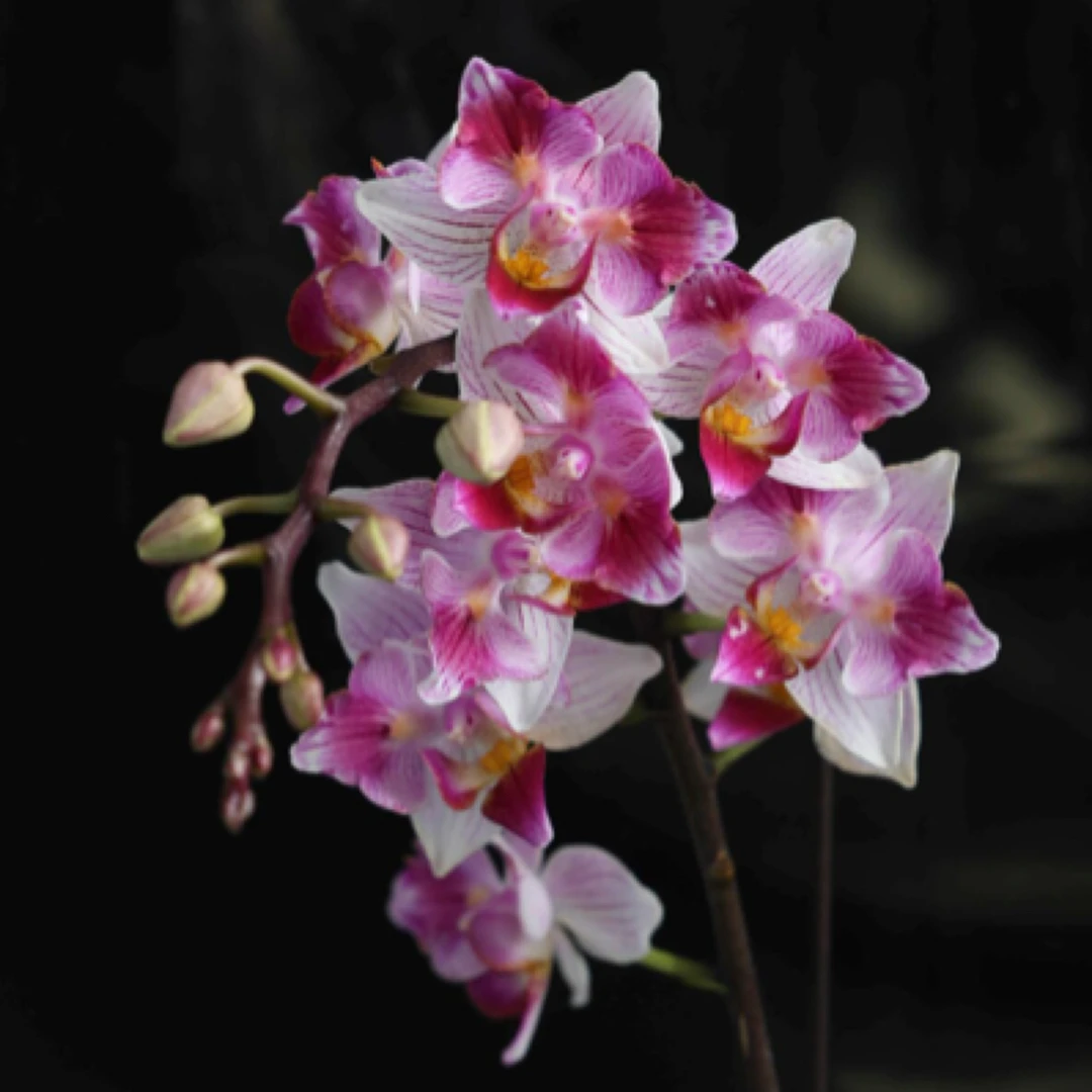 《哆啦A梦CH1981-A》两眼蕾丝蜡笔小新蝴蝶兰桌面阳台盆栽花卉