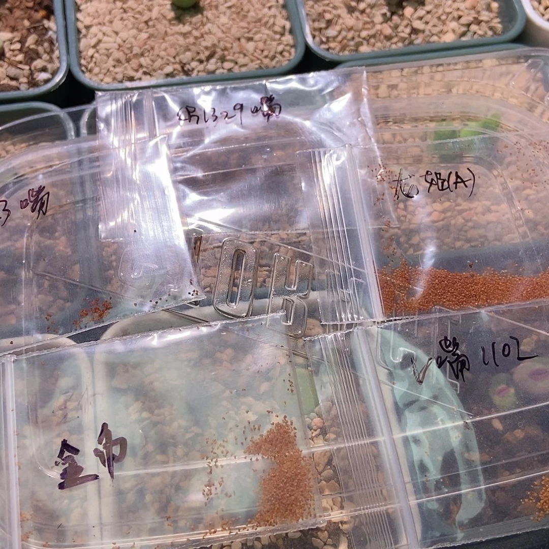 1329.723.龙姬，1102V嘴，金币种子每样20粒包邮