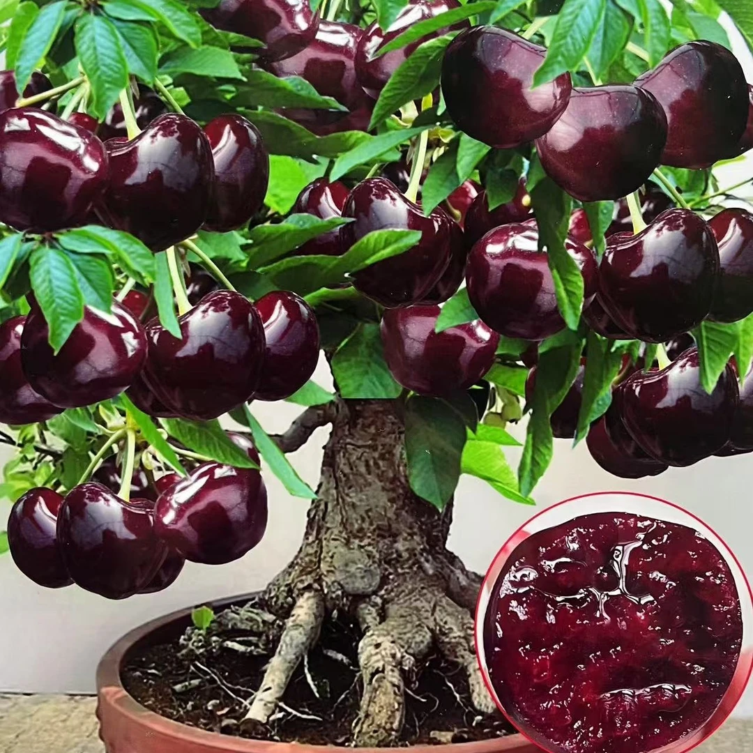 新品种（巴西针叶樱桃）自花授粉 盆栽地栽南北方栽种耐寒耐热