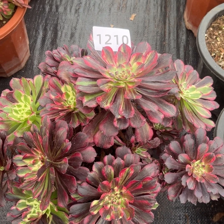 同花顺多肉发货发货