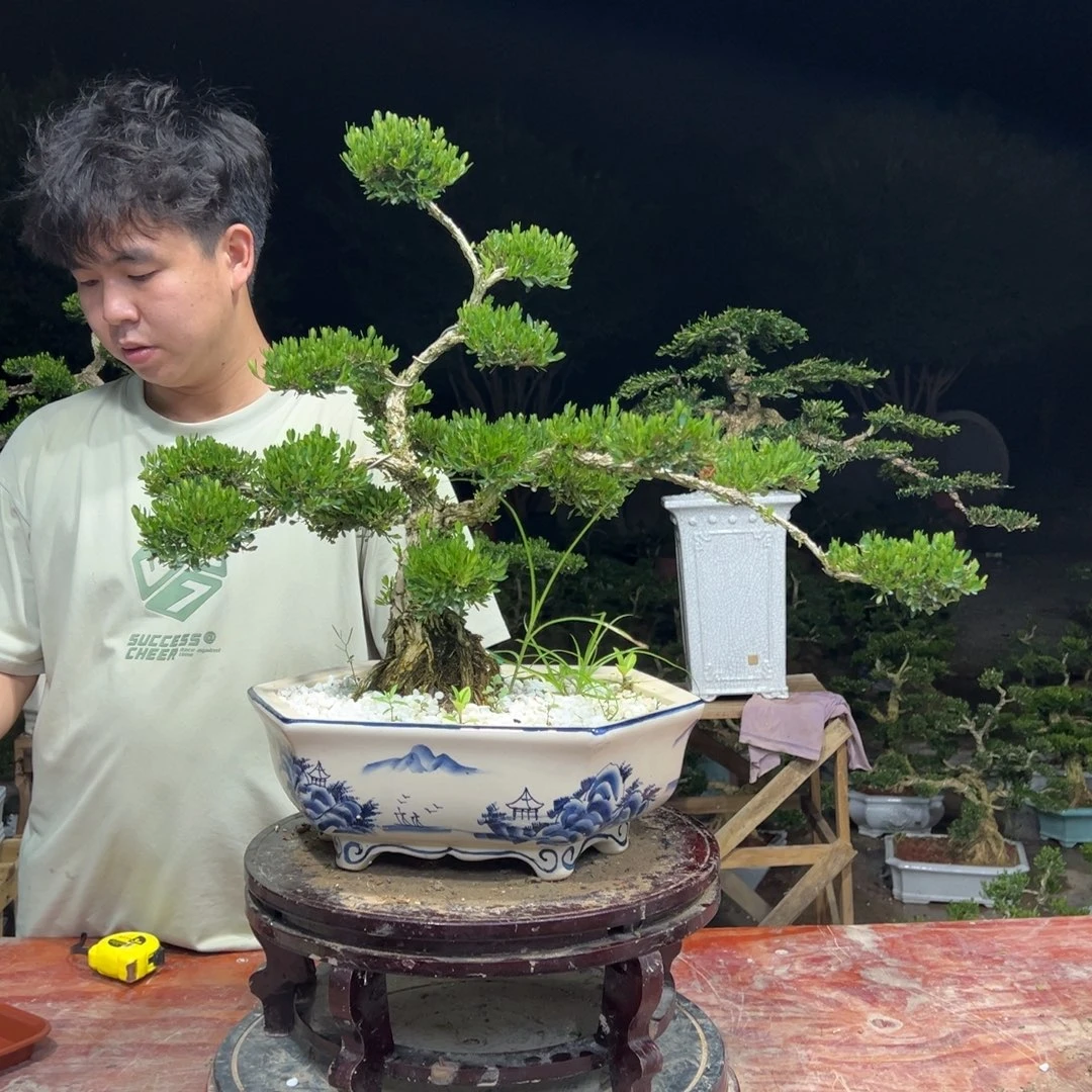 无花朵广东皱皮雀舌黄杨