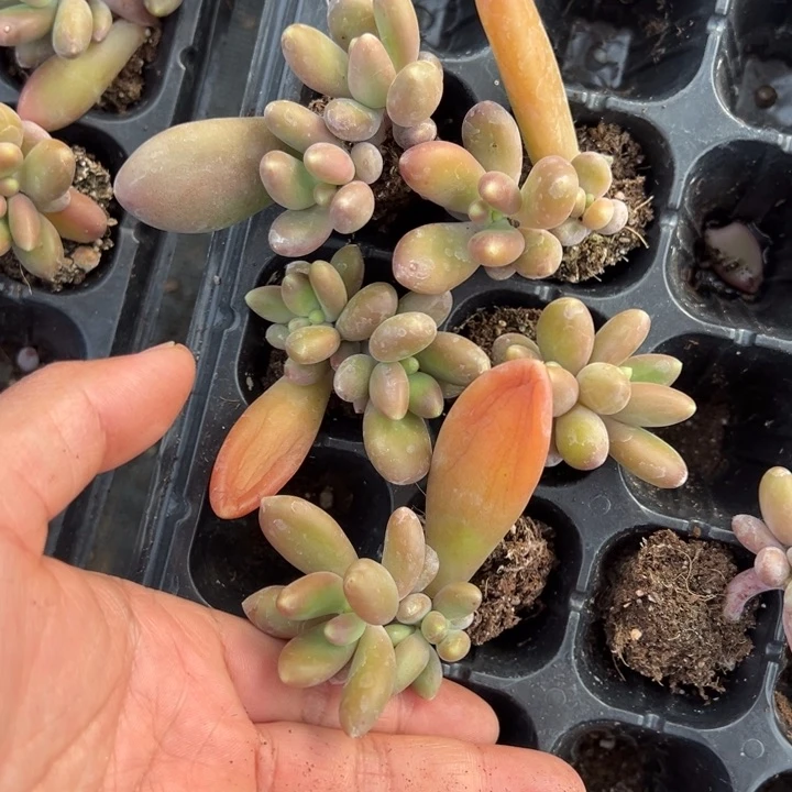 芒果奶双头一颗量拍多肉满20包邮初7发