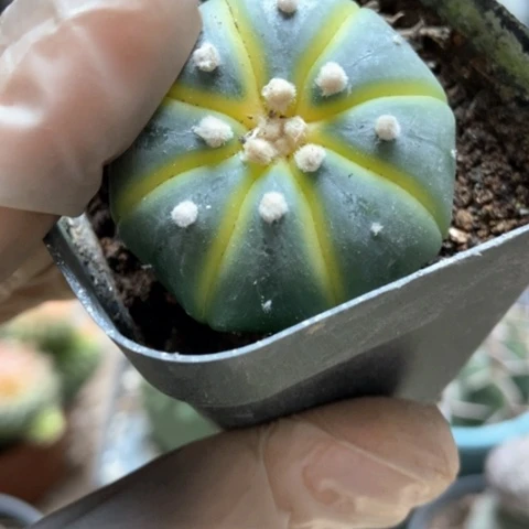 星都锦仙人球3米仙人球