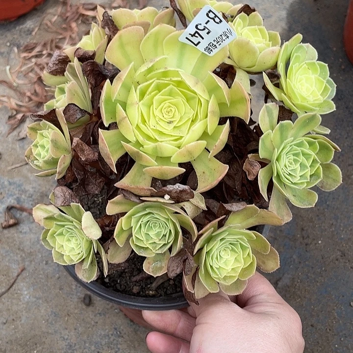 547雨荷多肉植物法师