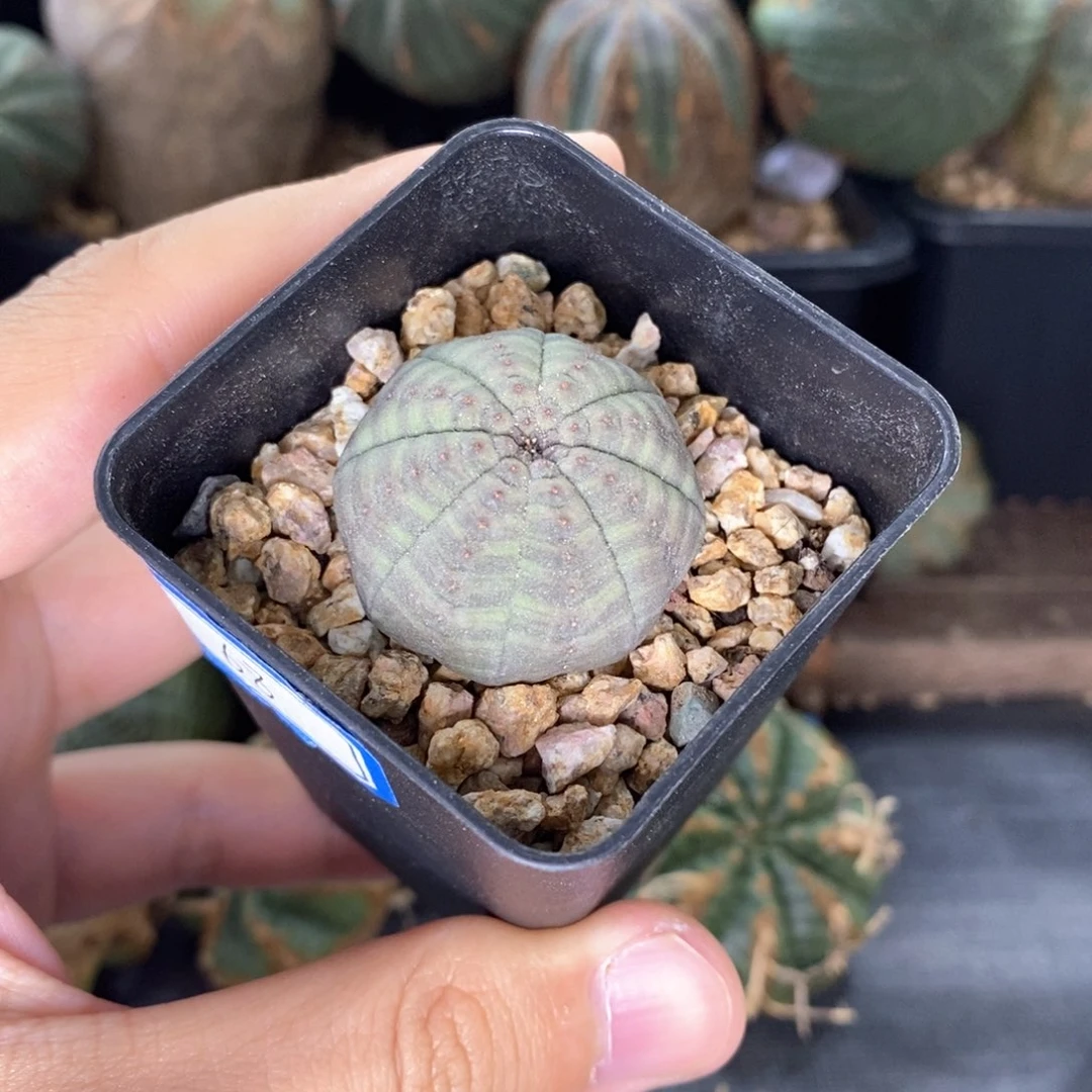 12 欧系实生布纹球多肉植物