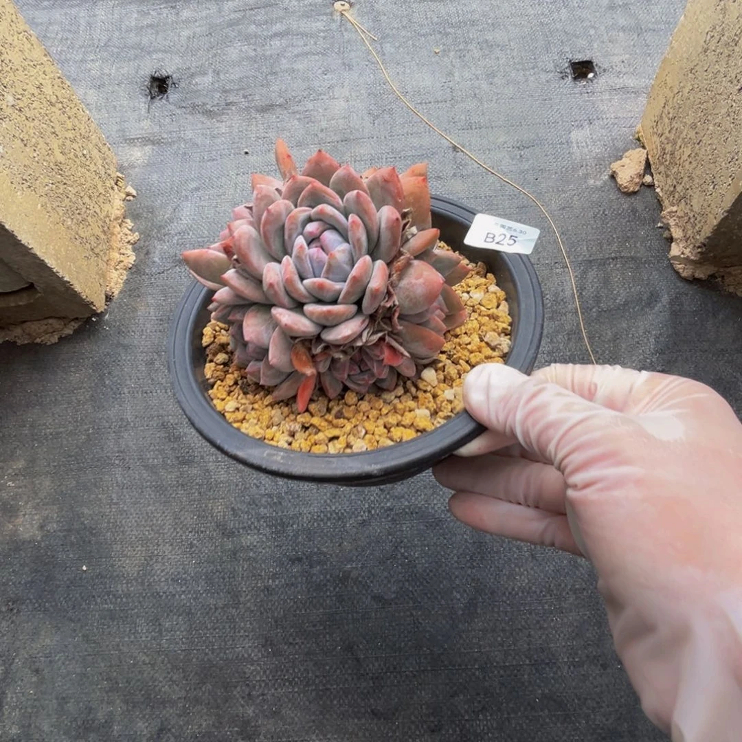 b25梦露群生无砍的