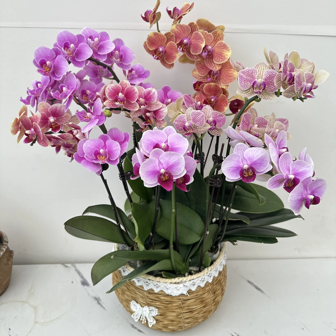 简馨优选【任意5颗 蝴蝶兰】5-5《介意勿拍！！！》