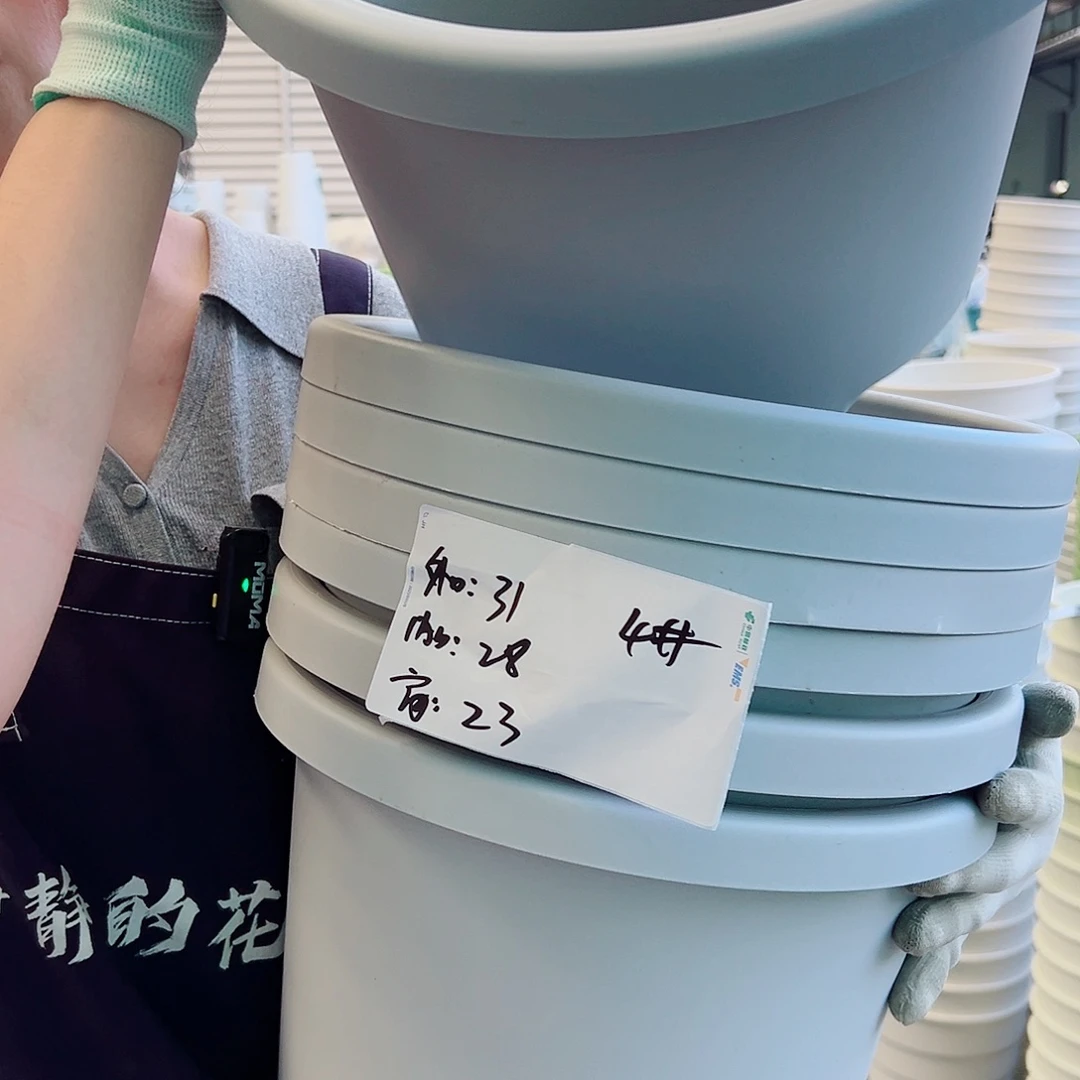 球根盆4#果绿6个无托