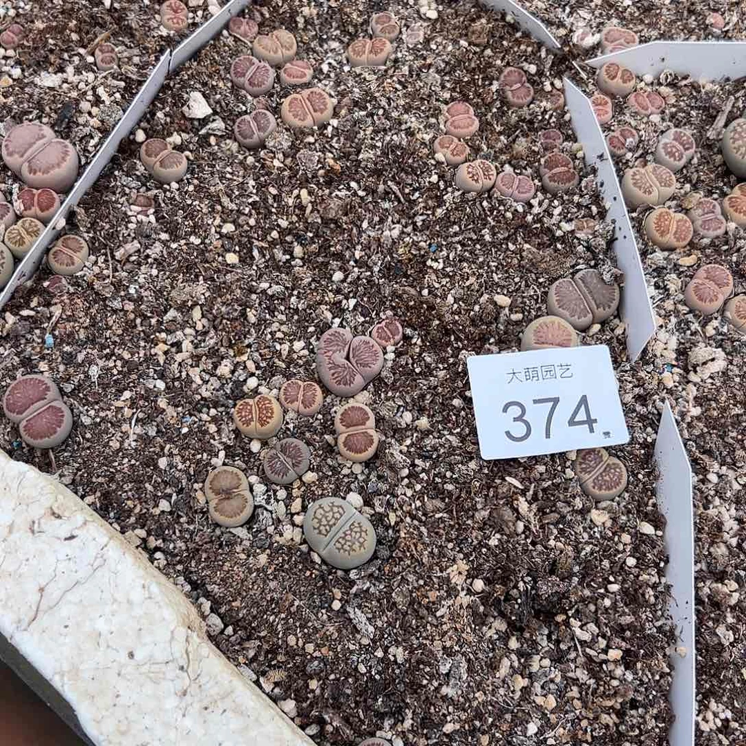 清框脱土发无售后默认有疤。 374